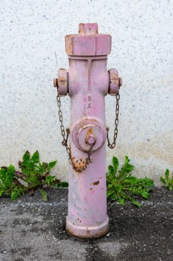 Duvarda pembe yangın musluğu ve asfaltta büyüyen karahindiba bitkileri.