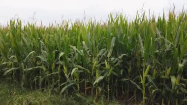 Corn field, pano shooting on plants with cobs