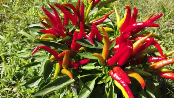 Chilli Plant Caspicum Annuum Tracking Shot Red Orange Chillies Green — стоковое видео