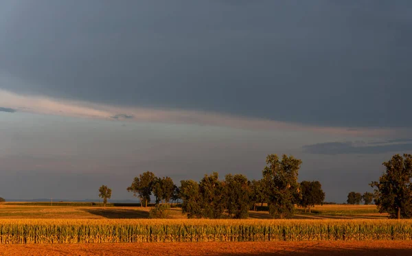 Landscape Oak Trees Corn Fields Warm Sunset Light Dark Sky — Zdjęcie stockowe