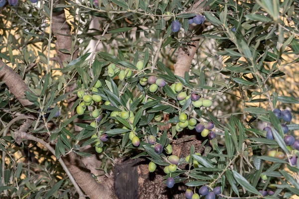 Olivenbaum Mit Früchten Olivenzweige Mit Vielen Oliven — Stockfoto