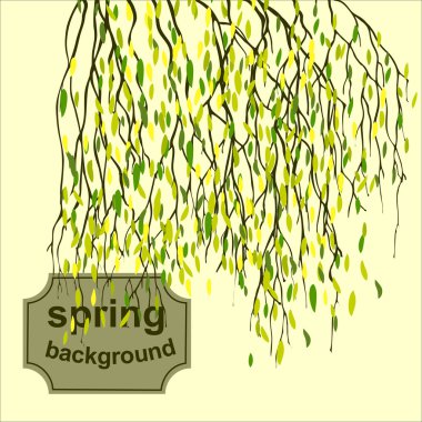 Bahar geçmiş yeşil yaprak, huş ağacı dalları ile.