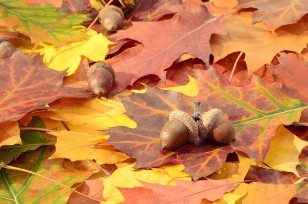 Autumn leaves on a ground — Stock Photo, Image
