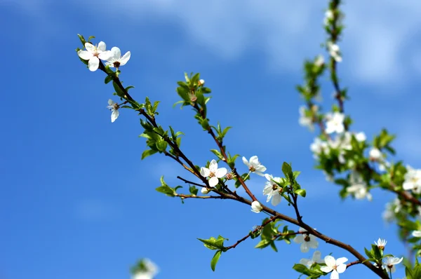 Apfelbaum in voller Blüte Stockbild