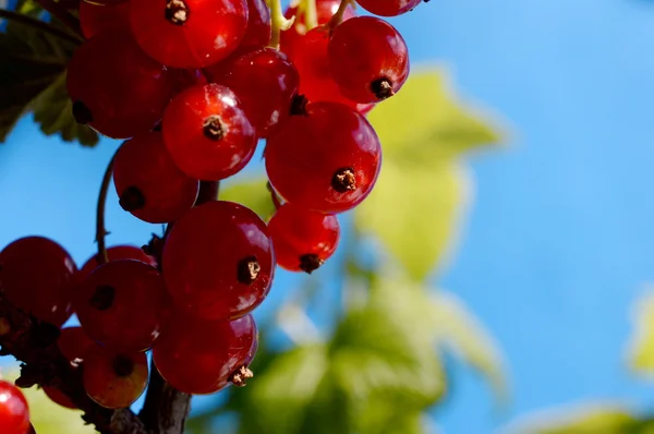 Foto de arbusto de groselha com folhas — Fotografia de Stock