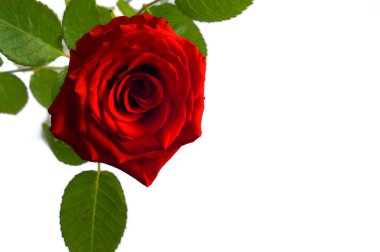 güzel fotoğraf içinde kırmızı gül yaprakları ile