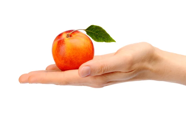 Studio shot of orange ripe nectarine with leaf on hand — Stock Photo, Image