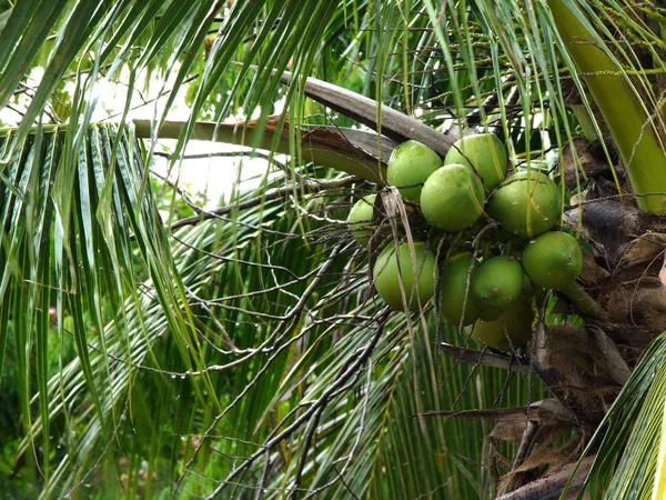 Coconut fruit — Stock Photo, Image