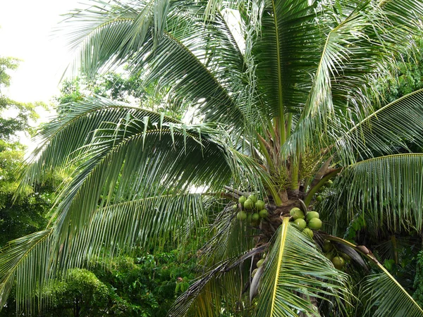 Coconut fruit — Stock Photo, Image