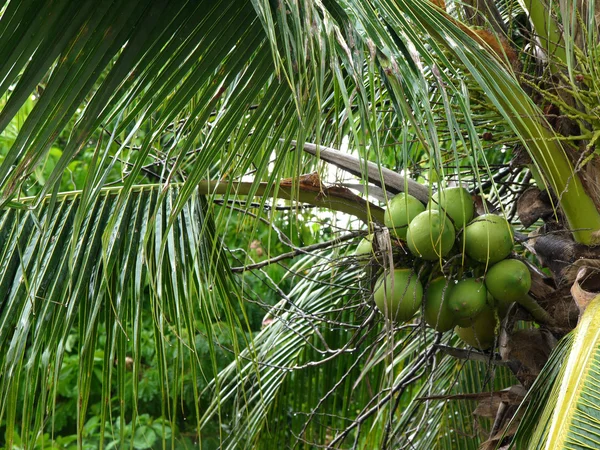 Coconut fruit — Stock Photo, Image