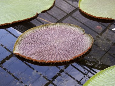 thorn ile Lotus yaprağı