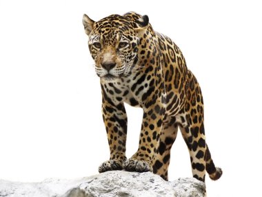 Leopard on the rock clipart