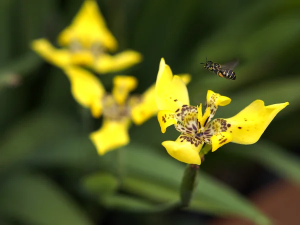 Flor amarilla y abeja — Foto de Stock