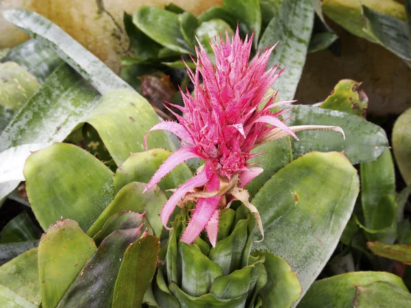 Bromeliad flower — Stock Photo, Image