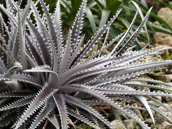 Purple bromeliad treetop — Stock Photo, Image