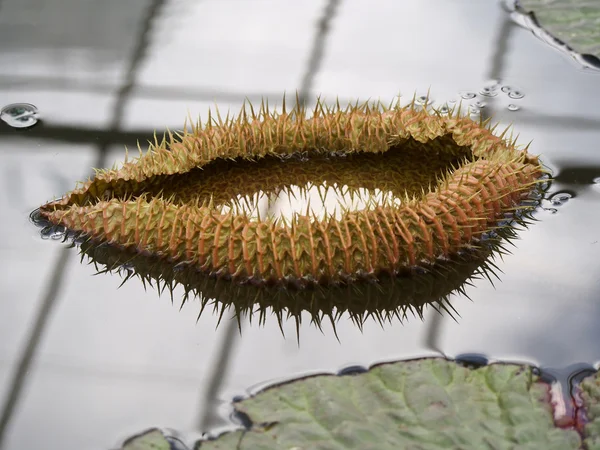 Feuilles de lotus avec épine — Photo