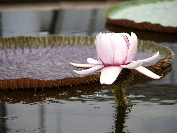 Lotus blossom met thorn — Stockfoto