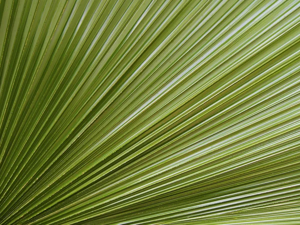 Palmiye yaprağı doku — Stok fotoğraf