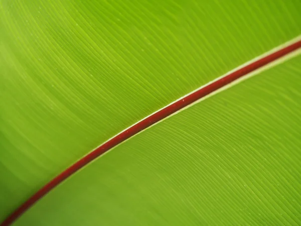 Banana leaf textúra — Stock Fotó
