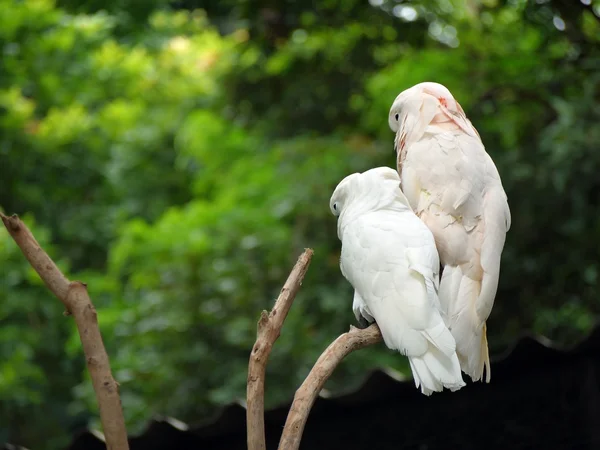 Couple of Cockatoo — Stock Photo, Image
