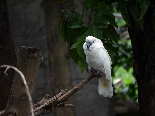 Cacatua moluccensis — стоковое фото