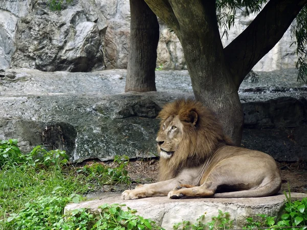 Лев ложится на слежку — стоковое фото