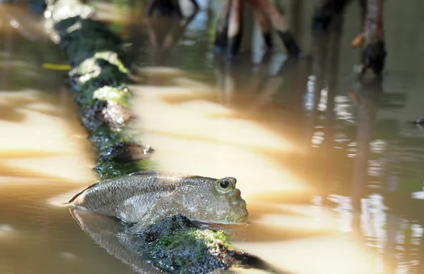 Mudskipper v mangrovových lesů — Stock fotografie