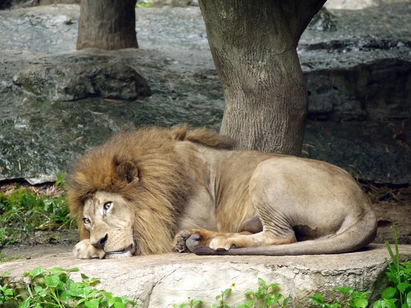 Leão preguiçoso deita-se — Fotografia de Stock