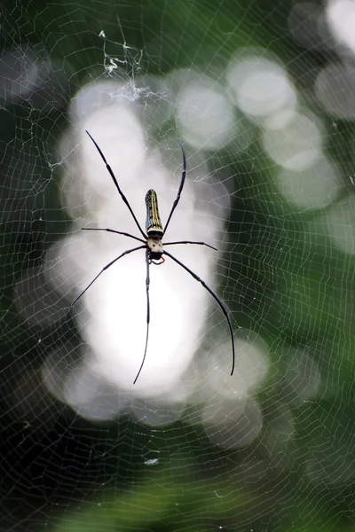 Araña en la web —  Fotos de Stock