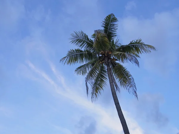 Coconut in the sky — Stock Photo, Image