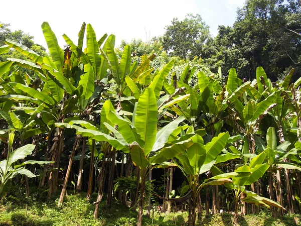 Banana forest on mound — Stock Photo, Image
