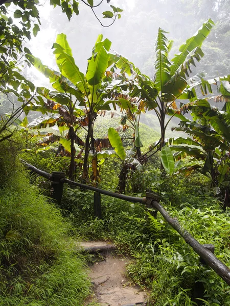 Nature way in banana forest — Stock Photo, Image