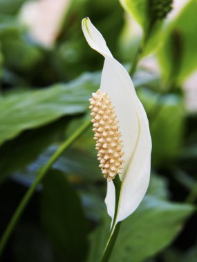 tek yaprak beyaz çiçek