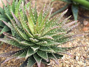 Bromeliad treetop