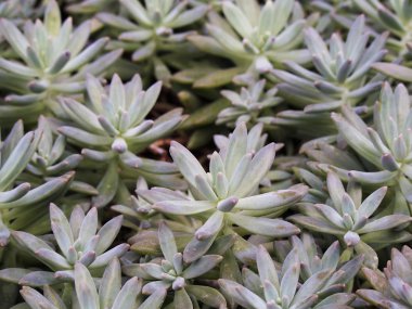 hendek Stonecrop bitki