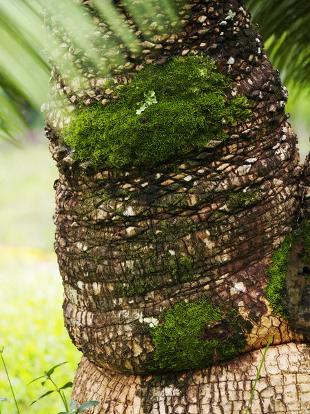 Palm trunk and moss — Stock Photo, Image