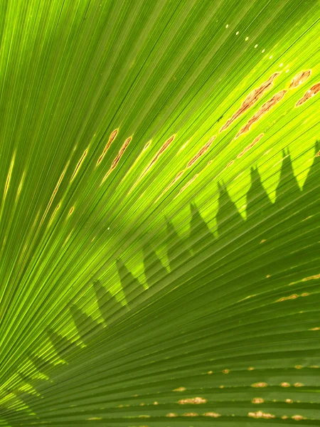 Palm leaf Texture — Stock Photo, Image