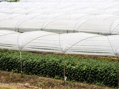 Organik tarımda Konservatuarı