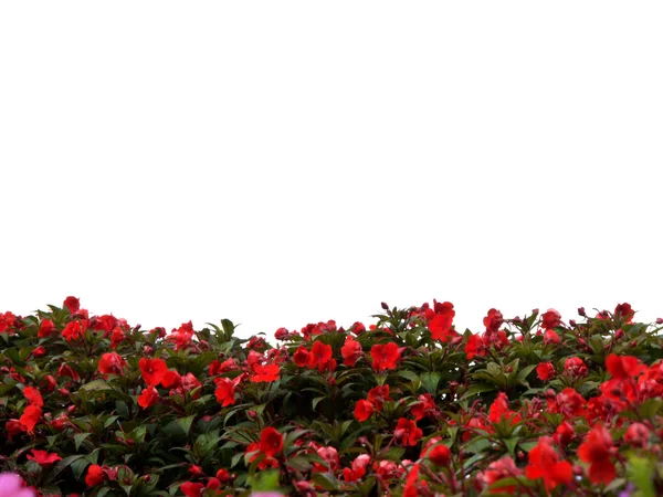Kırmızı Çiçek bahçesinde izole — Stok fotoğraf