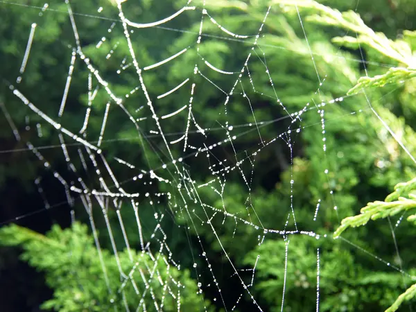 Δροσιά σταγόνα στο ιστός αράχνης λάμπουν στο φως του ήλιου — Φωτογραφία Αρχείου