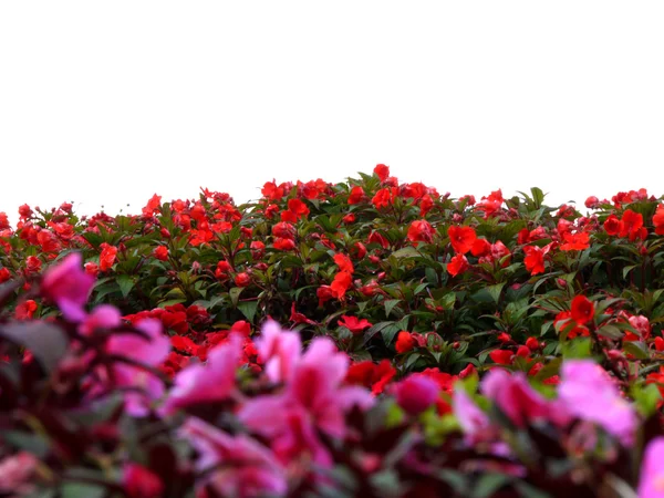 Kırmızı ve Pembe Çiçek bahçesinde izole — Stok fotoğraf