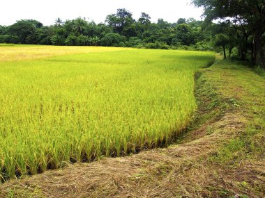 pirinç çiftlik kırsal alanda