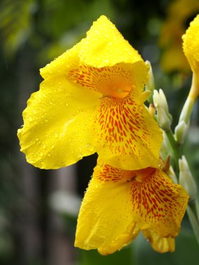 sarı yaprakların üzerine damla