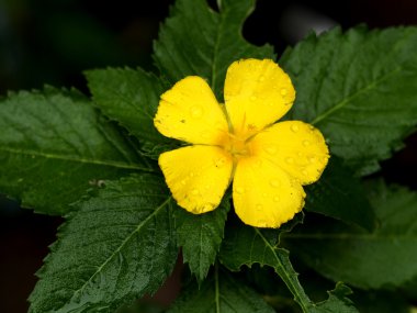 Beş çiçek yaprakları