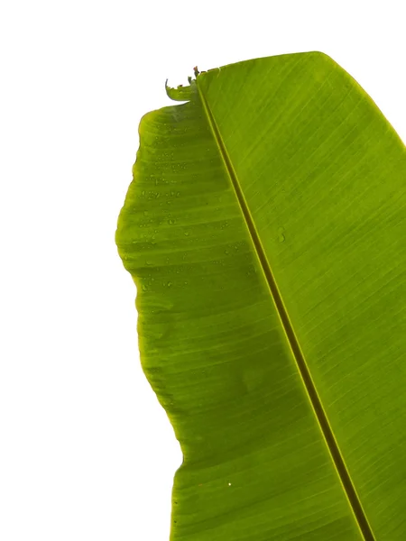 Isolated Banana leaf — Stock Photo, Image