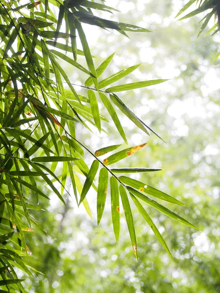 Hojas de bambú en el bosque — Foto de Stock