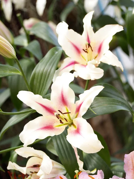 Hermoso lirio en el jardín — Foto de Stock