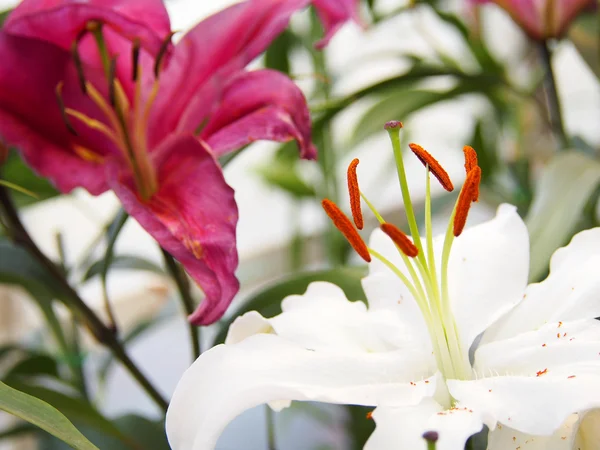 Hermoso lirio en el jardín — Foto de Stock