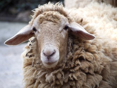 tüylü koyun