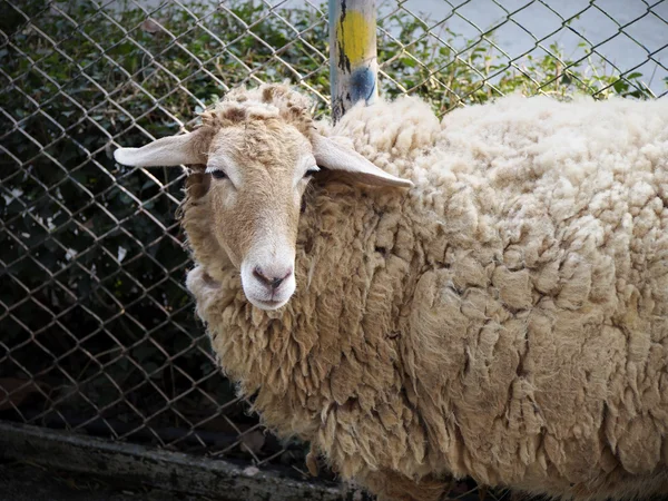 Zottelige Schafe — Stockfoto